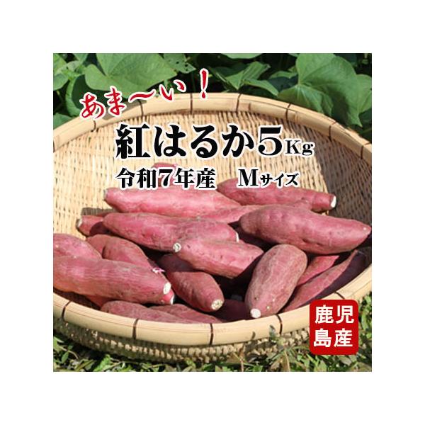 紅はるかは別名「紅蜜芋」と呼ばれています。栽培方法が難しく手間がかかるためあまり栽培されていませんでしたが、最近鹿児島県指宿地区では栽培する農家さんが増えてきました。紅はるかは一定の温度で熟成させることにより糖度が増すのが特徴です。とても甘...