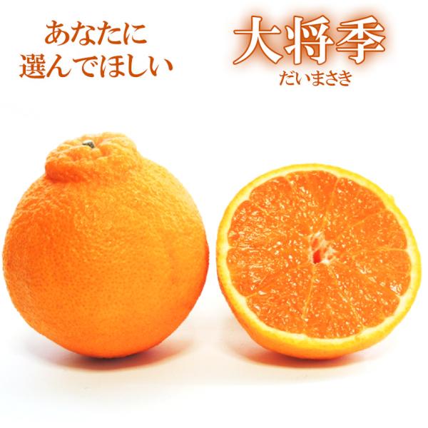 大将季 だいまさき 5kg 4L-5L 鹿児島県 みかん ミカン 贈答用