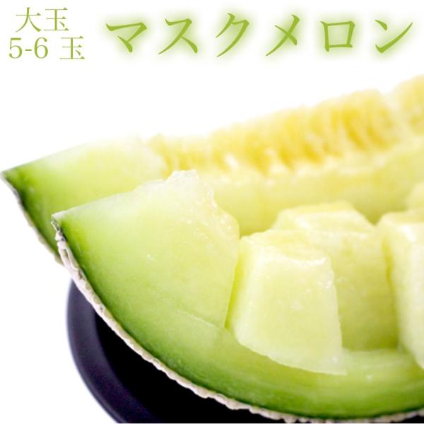 }XN YnI  5-6ʖ8kgO nA[X  Mtg v[g  j ʕ t[c