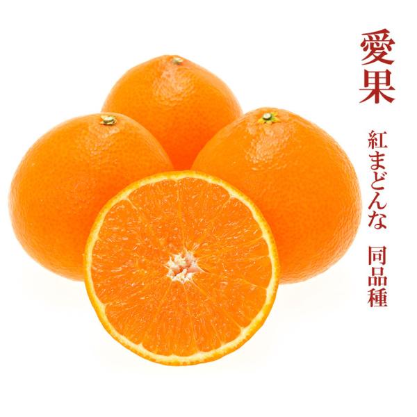 2024 訳あり あいか ( 紅まどんな 同品種) 2.3kg 家庭用 大きさ 2024 訳あり あいか ( 紅まどんな 同品種) 2.3kg 家庭用 大きさ