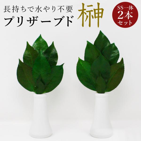 プリザーブド 榊 プレミアム SSサイズ（一対） 椿葉を実用新案取得製法加工　長持ちし水やり不要