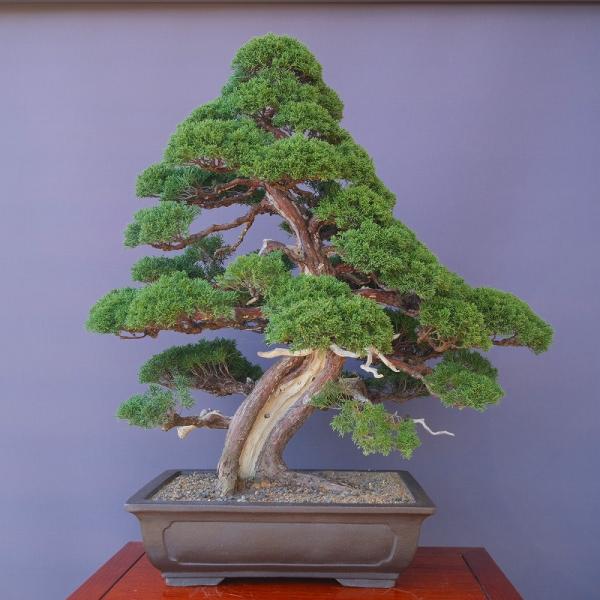 株）一樹園 真柏 大品盆栽／樹齢70年 : 一樹園 - 通販 - Yahoo