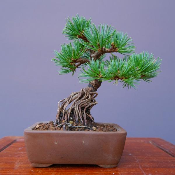 株）一樹園 福娘五葉松 小品盆栽／樹齢8年 : 一樹園 - 通販 - Yahoo