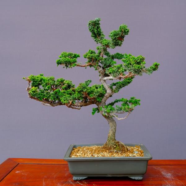 石化檜　樹齢約20年　優良盆栽　小品盆栽 株）一樹園 石化桧 中品盆栽／樹齢20年 : 一樹園 - 通販 - Yahoo