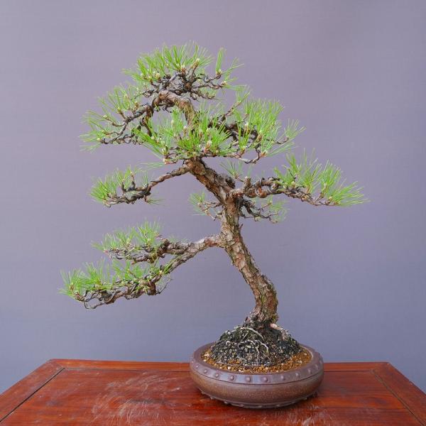 株）一樹園 黒松 中品盆栽／樹齢40年 : 一樹園 - 通販 - Yahoo