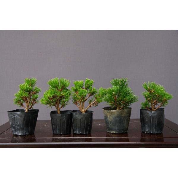 株）一樹園 千寿丸5本セット 小品盆栽／樹齢4年 : 一樹園 - 通販