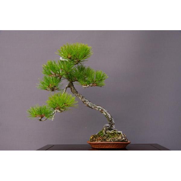 株 一樹園 山採り赤松 中品盆栽 樹齢３５年 黒松五葉松真柏楓梅皐月欅植木蘭鉢お花お祝いプレゼント 178 一樹園 通販 Yahoo ショッピング