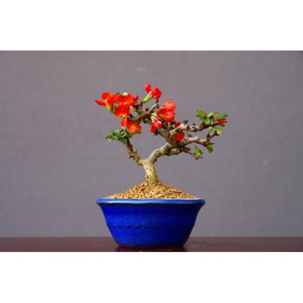 　この木は葉性の良い１号性の中でも、花付きが良く、季節を問わずたくさんの花が何度も咲きます。盆栽としての模様付け、枝を仕立てており、手軽に飾って楽しめる一樹です。長寿梅という名前から敬老の日、母の日、父の日、誕生日等様々な記念日に喜ばれます...