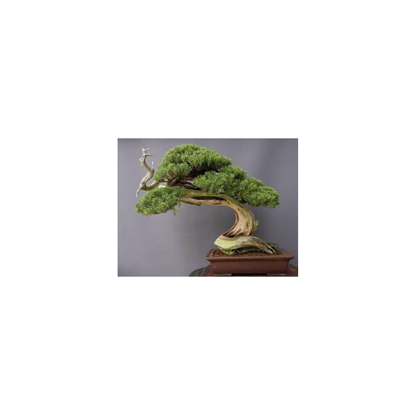 株）一樹園 山採り真柏【国風出品樹】 大品盆栽／樹齢200年 : 一樹