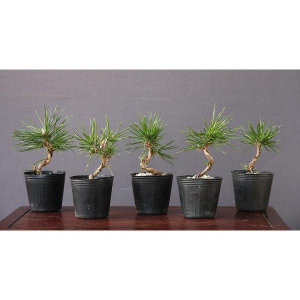 ichijuen_2923