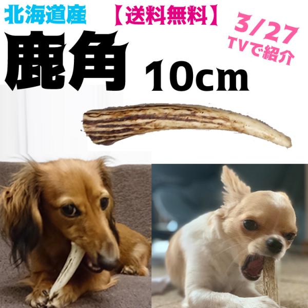 北海道産☆小型犬用約10cmお試しサイズ☆鹿の角【送料無料】頑丈 北海道産☆小型犬用約10cmお試しサイズ☆鹿の角【送料無料】頑丈