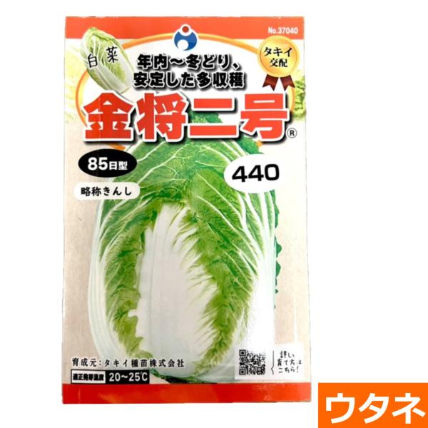 金将二号(白菜）略称きんし　（種:ウタネ） 爆買