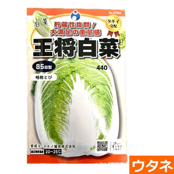 王将（略称とび）(白菜）　（種:ウタネ） 爆買