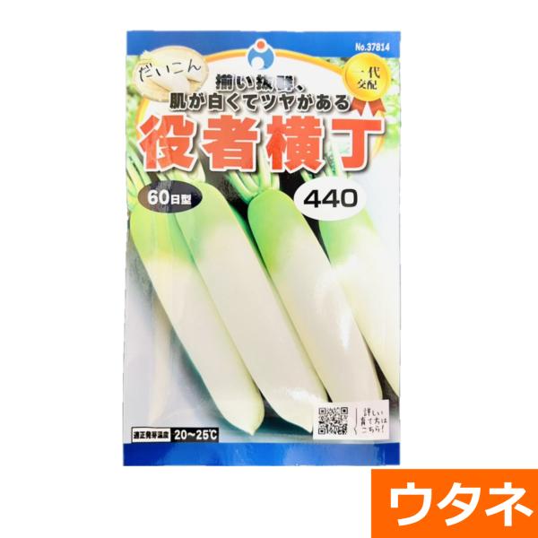 役者横丁(60日型)（だいこん）　（種:ウタネ） 爆買