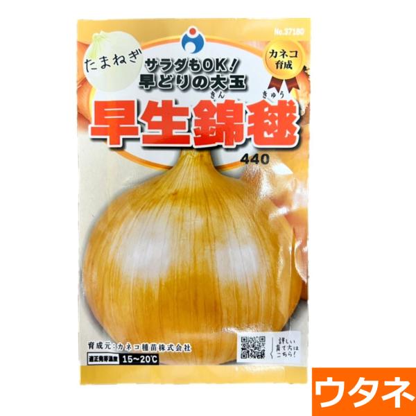 早生玉葱　錦毬（たまねぎ）　（種:ウタネ） 爆買