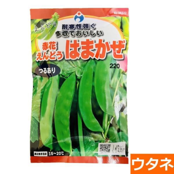 （つるあり）赤花はまかぜえんどう （種:ウタネ） 爆買
