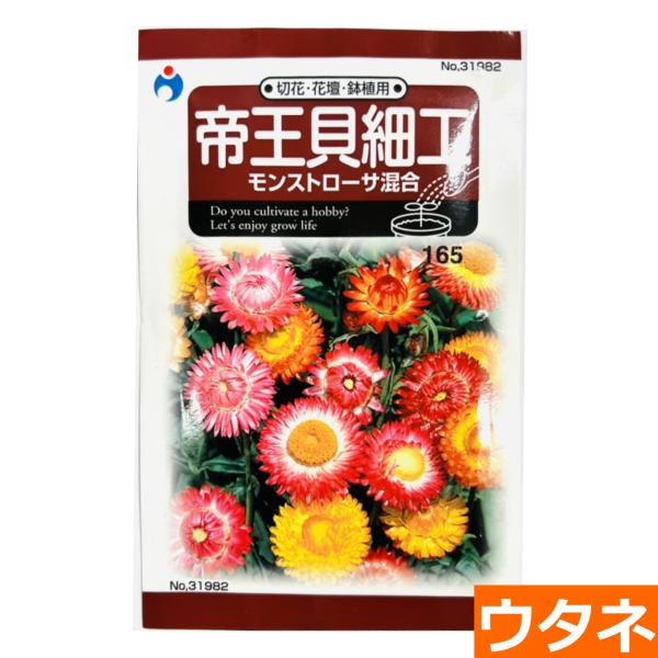 帝王貝細工 モンストローサ混合 種 ウタネ Buyee Buyee 日本の通販商品 オークションの代理入札 代理購入