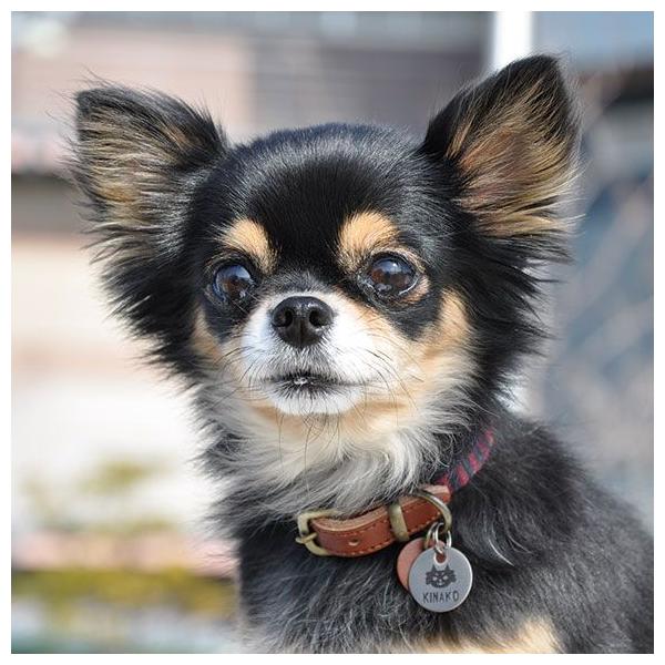 犬 迷子札 名札 猫 メタルネームタグ 黒チワワ Idog Icat 犬用迷子札 メール便ok Buyee Buyee Japanischer Proxy Service Kaufen Sie Aus Japan