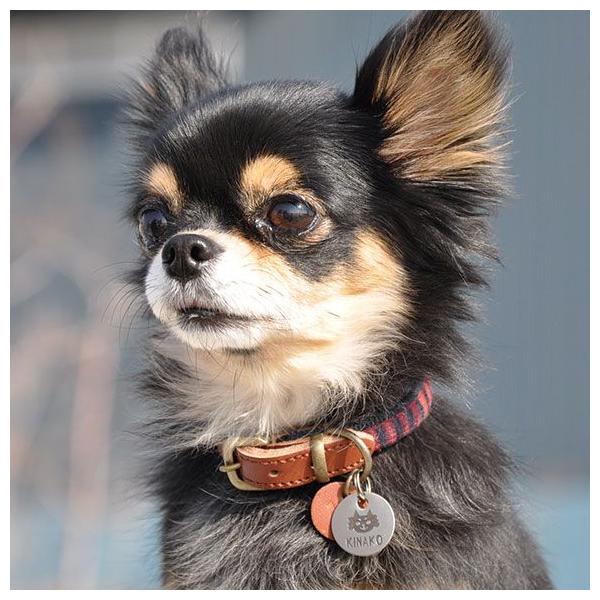 犬 迷子札 名札 猫 メタルネームタグ 黒チワワ Idog Icat 犬用迷子札 メール便ok Buyee Buyee Japanese Proxy Service Buy From Japan Bot Online