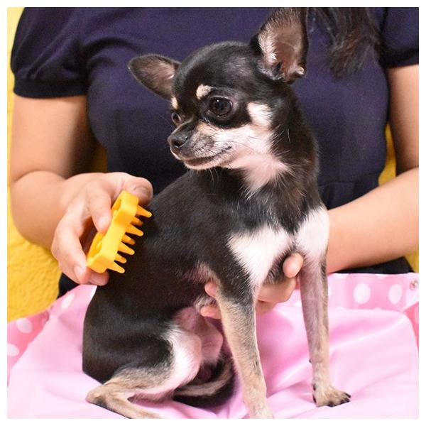 犬用トリミンググッズ Idog Uttorin 夢心地なマッサージブラシ チワワーズ Buyee Buyee 提供一站式最全面最专业现地yahoo Japan拍卖代bid代拍代购服务 Bot Online