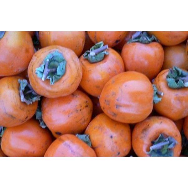 yY   I`ia`j10i40`45Oj×Qz