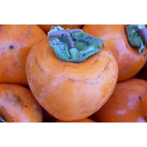 福島産 大玉 蜂屋柿（渋柿）約10kg（約30〜35個前後）×1箱