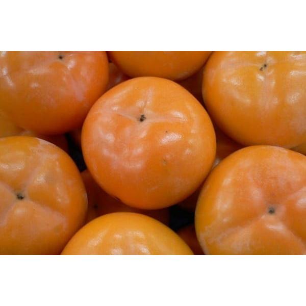 ፑȂł͂̊nƓ`̏ĒaIyY@Â݂炸` 5kgO 2L`3Li17`22Ojz