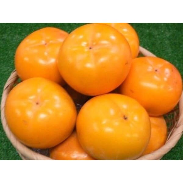 ƂLYό`̂ƒpYn̂i܂ŁIyY L ƒpÂ݂炸` 10`9kgOz