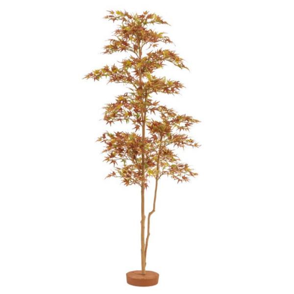 タカショー GD-243L 紅葉もみじ 鉢無 1.8mで和の彩りを