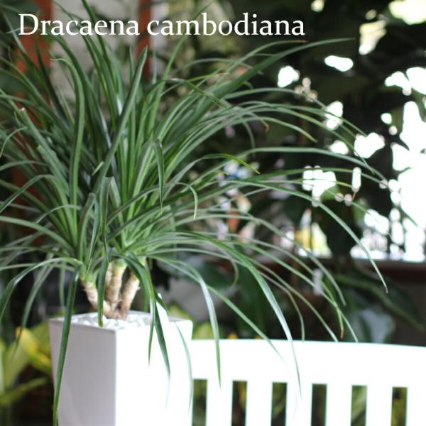 カンボジアーナ 観葉植物 誕生日 敬老の日 プレゼント 室内植物 お祝 退職 記念日 開店 新築 インテリア グリーン