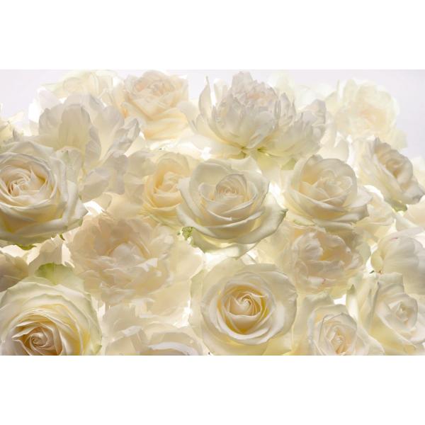 壁紙 おしゃれな輸入壁紙 クロス 写真 不織布 Diy 工具 フリース バラ ドイツ製 Shalimar シャリマー Xxl4 007 花柄 バラ 写真 Kger053 カーテン シェードのお店イゴコチ