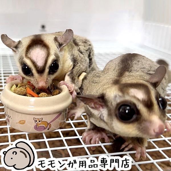 ゆうパケットOK むしたまやさいプレミアムテイスト 300g もんもん共和国オリジナルフード フクロモモンガのペレットフード エサ 餌 主食 主食フード