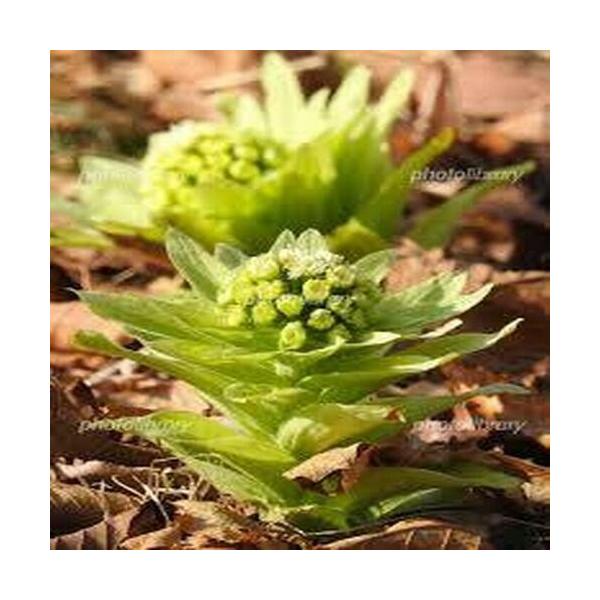 [Release date: March 20, 2026]雪の降り方で収穫時期も大きく変わります。天然物ゆえ、つぼみ、開きもあります。水洗いは、山菜が痛むので調理前に綺麗に洗ってください。ふきのとうみそを作ってみませんか？