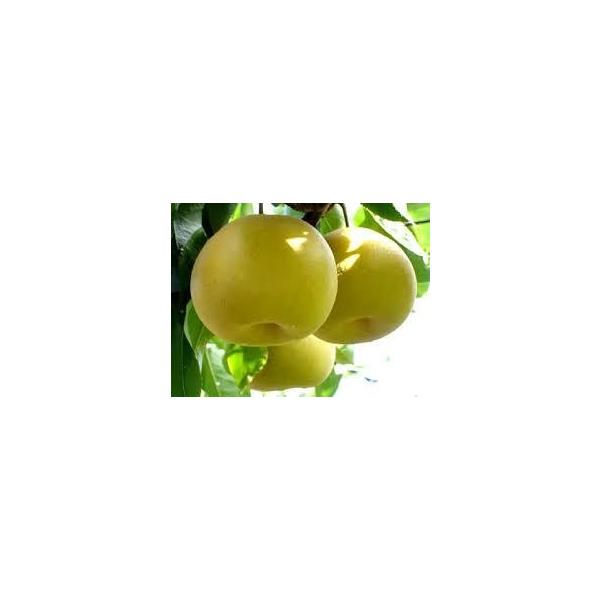 [Release date: September 1, 2025]申し訳ございません。関東分まで送料を当店負担、関東以南の地域は、送料が少しかかります。幸水は形はやや扁平気味の球形で、お尻の窪みが深いのも特徴です。果肉は軟らかく、多汁で甘味...