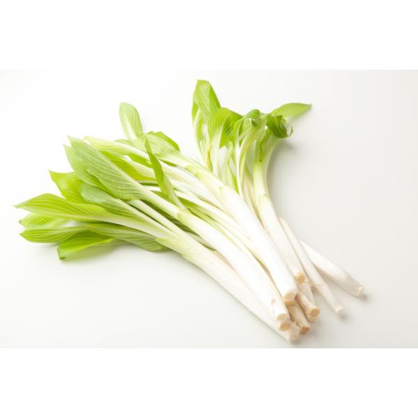 [Release date: April 29, 2026]天然物はぬめりとほろ苦さがあります。おひたし、てんぷら、和え物。天然物なので日にち指定不可商品です。卸もやっております。是非ご相談ください。