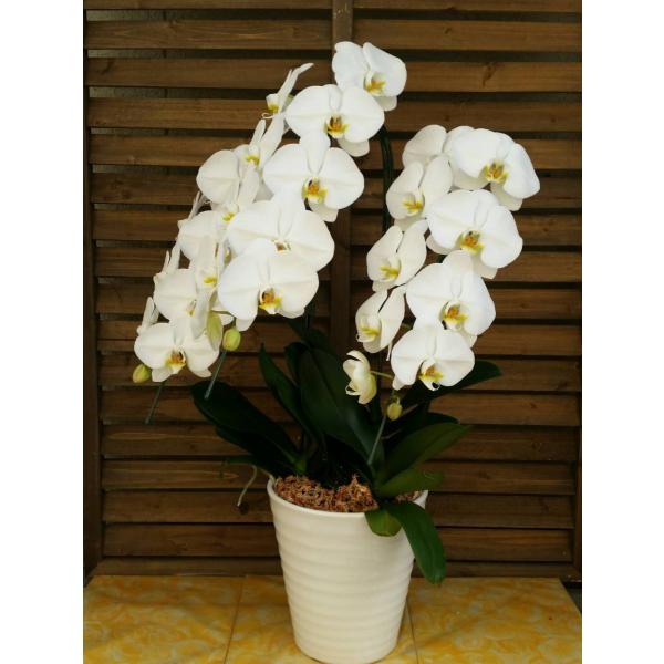 豪華白胡蝶蘭 大輪３本立贈答用 生花店からお届けします Buyee 日本代购平台 产品购物网站大全 Buyee一站式代购bot Online