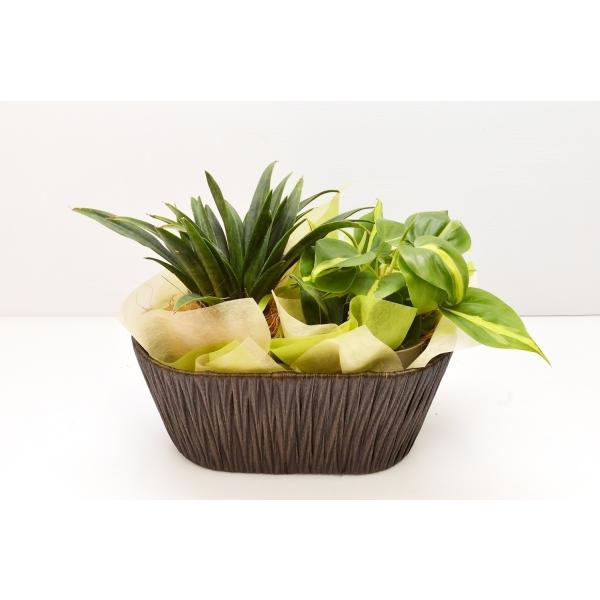送料無料 観葉植物２種類寄せ植えアソート パキラ サンセベリア フィロデンドロン テーブルヤシなどのミニ観葉植物２コセット かご付き Buyee Buyee 日本の通販商品 オークションの代理入札 代理購入