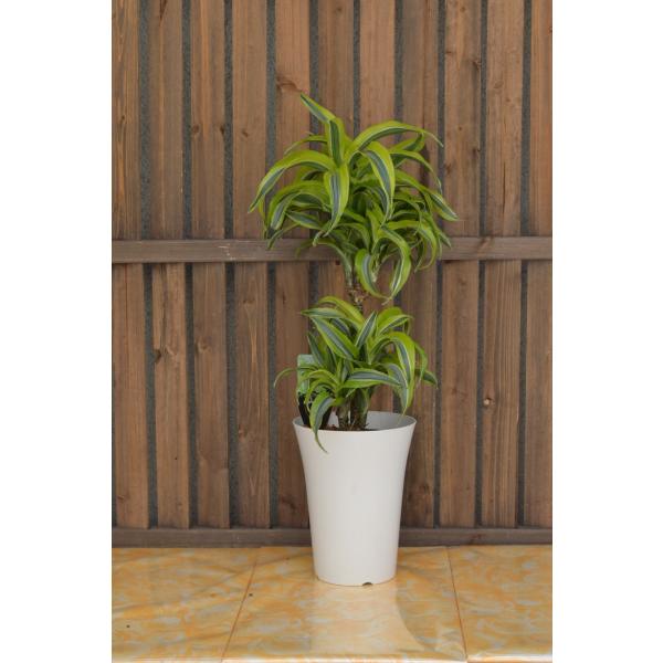 ドラセナ レモンサプライズ 観葉植物 送料無料 Buyee Buyee Jasa Perwakilan Pembelian Barang Online Di Jepang