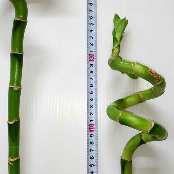 ミリオンバンブー 切り花7本セット Mサイズ 約70 80cm ラッキーバンブー スパイラルバンブー ドラセナ 万年竹 富木竹 開運竹 観葉植物 送料無料 Buyee Buyee 日本の通販商品 オークションの代理入札 代理購入