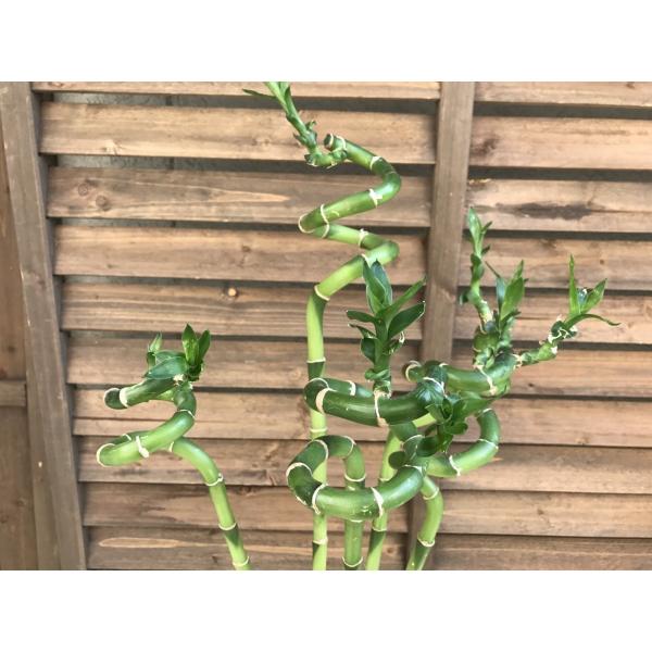 ミリオンバンブー 切り花3本セット Sサイズ 約50 60cm ラッキーバンブー スパイラルバンブー ドラセナ 万年竹 富木竹 開運竹 観葉植物 送料無料 Buyee Buyee 日本の通販商品 オークションの入札サポート 購入サポートサービス