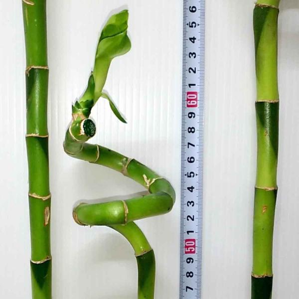 ミリオンバンブー 切り花3本セット Sサイズ 約50 60cm ラッキーバンブー スパイラルバンブー ドラセナ 万年竹 富木竹 開運竹 観葉植物 送料無料 Buyee Buyee 日本の通販商品 オークションの入札サポート 購入サポートサービス