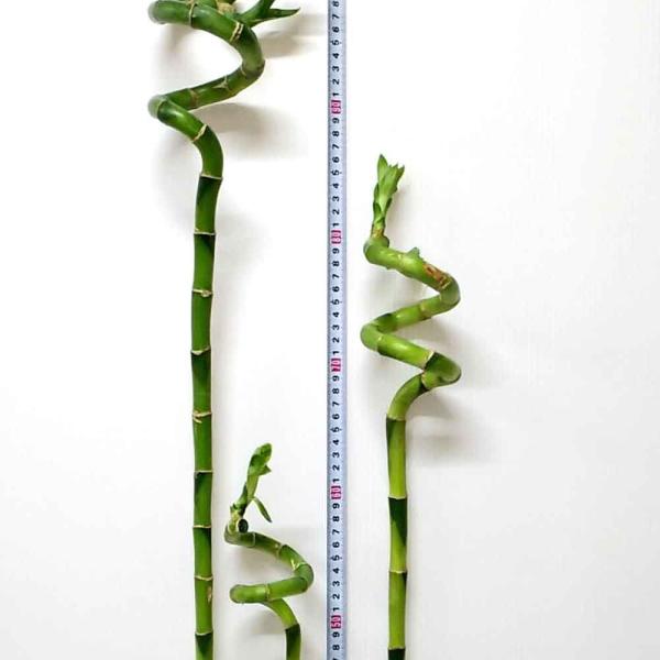 ミリオンバンブー 切り花3本セット Sサイズ 約50 60cm ラッキーバンブー スパイラルバンブー ドラセナ 万年竹 富木竹 開運竹 観葉植物 送料無料 Buyee Buyee 日本の通販商品 オークションの入札サポート 購入サポートサービス