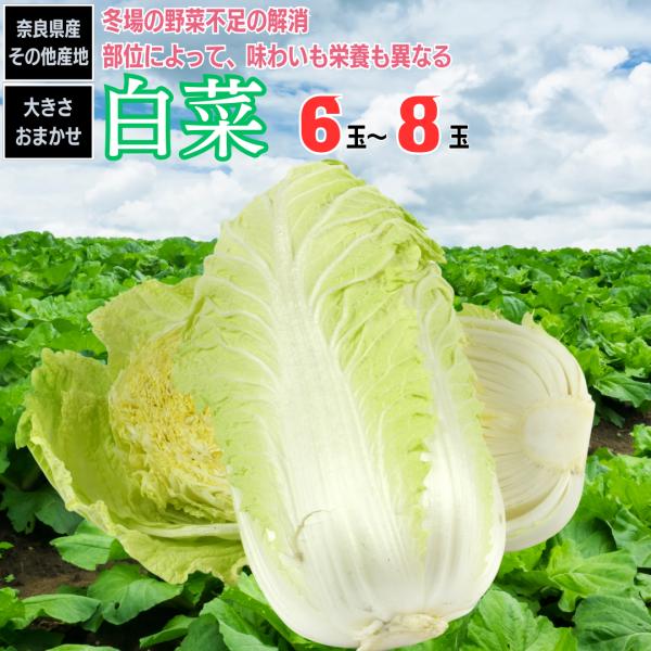 産地　奈良県産、長野県産、その他産地容量　6玉から8玉名称　白菜冬の鍋にはかかせない存在の白菜。大量での販売になります。栄養面ではビタミンC、ビタミンK、葉酸などを含む。抗がん作用が指摘されているイソチオシアネートが豊富である。