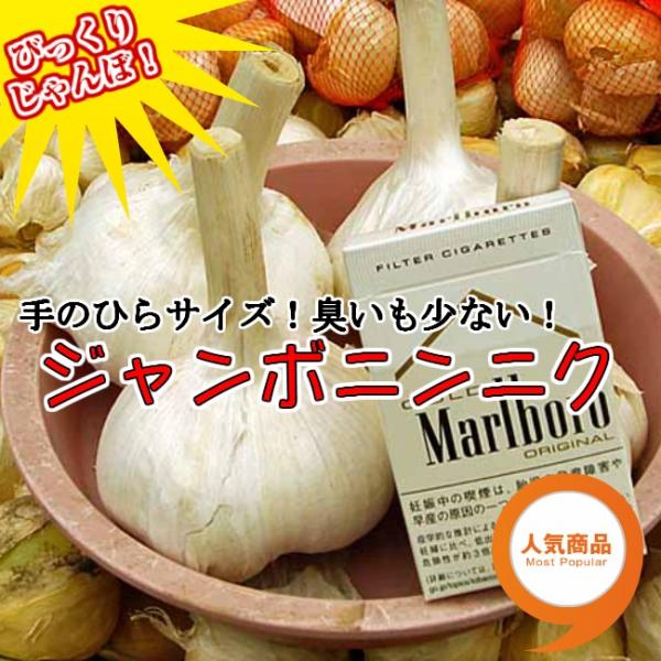 ニンニク ジャンボニンニクの種 500g : イケダグリーンセンター
