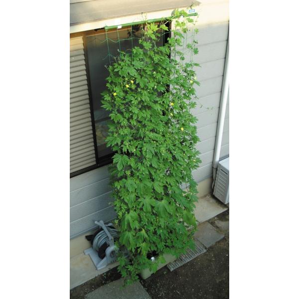 rj[ ΂̃J[e ݉5m (Ch800)