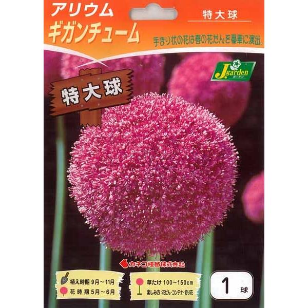 カネコ種苗 アリウム 球根 ギガンチューム 特大球 1球 イケダグリーンセンターヤフー店 通販 Yahoo ショッピング