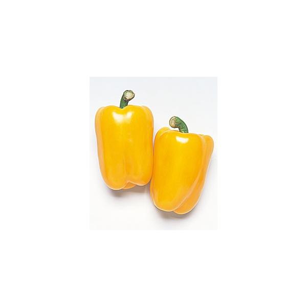 ^LCc J[s[}  t[s[CG[ 500