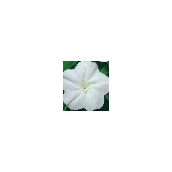 �g�[�z�N �Ԃ̎�@���ԗ[��