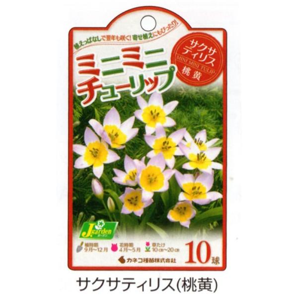 カネコ種苗 チューリップ 球根 ミニミニチューリップ サクサティリス 10球