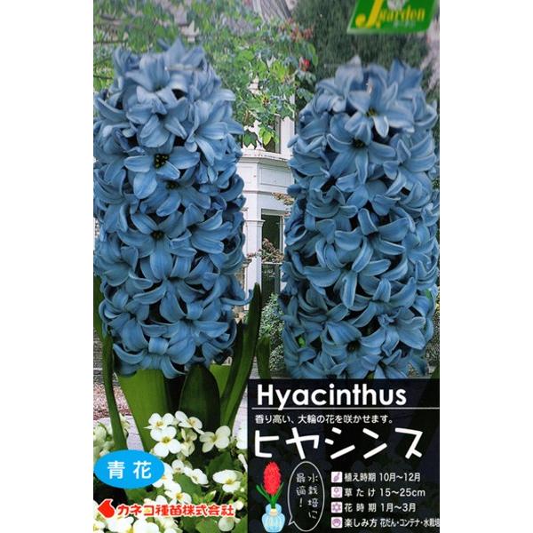 カネコ種苗 ヒヤシンス 球根 水栽培 青色 1球入り イケダグリーンセンターヤフー店 通販 Yahoo ショッピング
